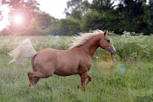 Nechtan Holly Gun  - Quarter Horse 2023 ,  Doc Gun Olena BR