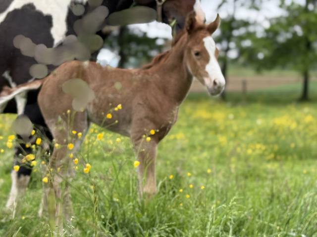 Veulen (vr) Paint Horse Te koop 2025 Zweetvos ,  Have a Mass Day 