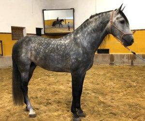 Hengst PRE Puur Ras Spaans Te koop 2018 Schimmel
