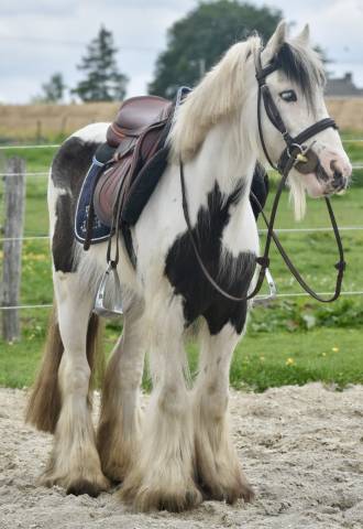Merrie Bekend ras Te koop 2013 Bont