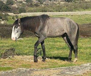 Hengst Lusitano Te koop 2022 Schimmel