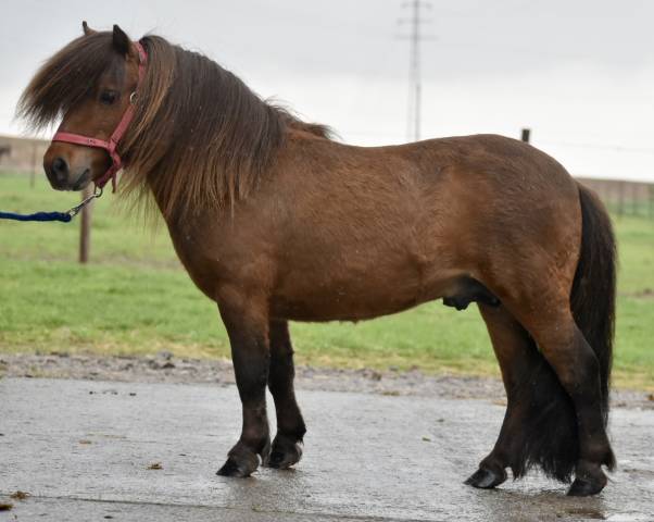 Dekhengst Shetland Te koop 2015 Bruin / Bai
