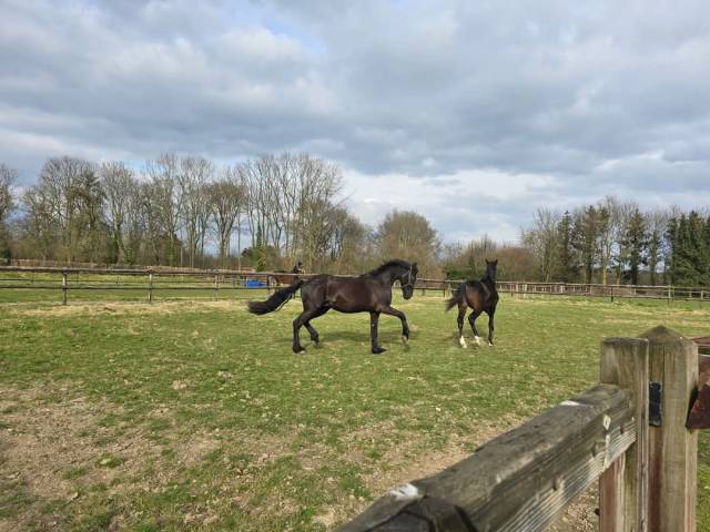 Friese Hengst