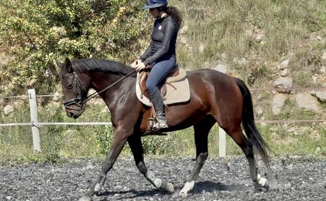 Merrie Selle Français Te koop 2022 Donker bruin / bai ,  papillon de l'odyssee