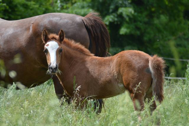 Merrie Franse rijpony PFS Te koop 2025 Vos ,  Qurack beauty fort
