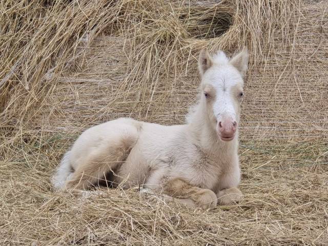 Veulen (ml) Welsh Pony (Section B) Te koop 2025 Crème ,  Vennebos pearly impression
