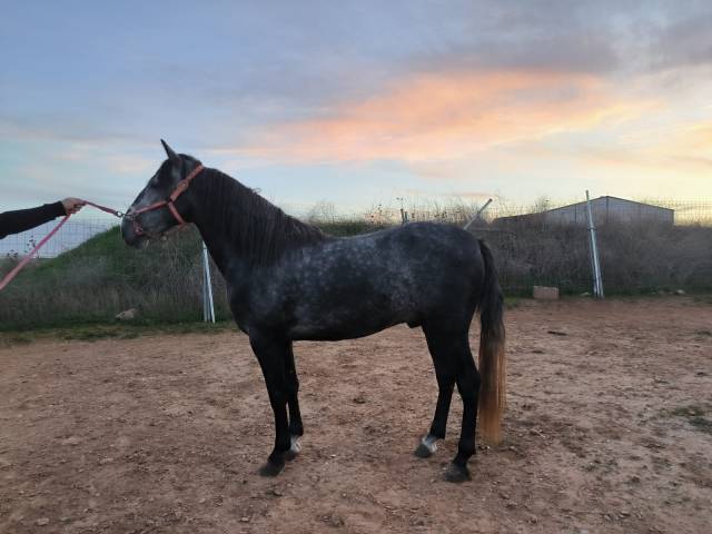 Hengst Andere pony rassen Te koop 2021 Schimmel ,  Lusitano