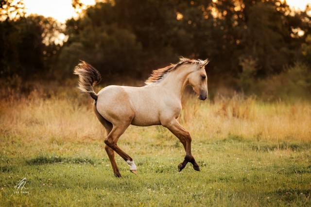 Veulen (ml) Lusitano Te koop 2025 Isabel ,  balmain de my