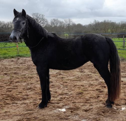 Merrie Connemara Te koop 2020 Zwart ,  TITUS DE LIAF