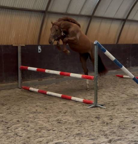 Springgefokte ruin (3 jr) met werklust