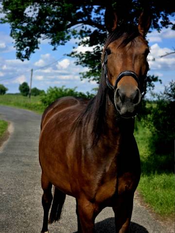Merrie Franse draver  Te koop 2021 Donker bruin / bai
