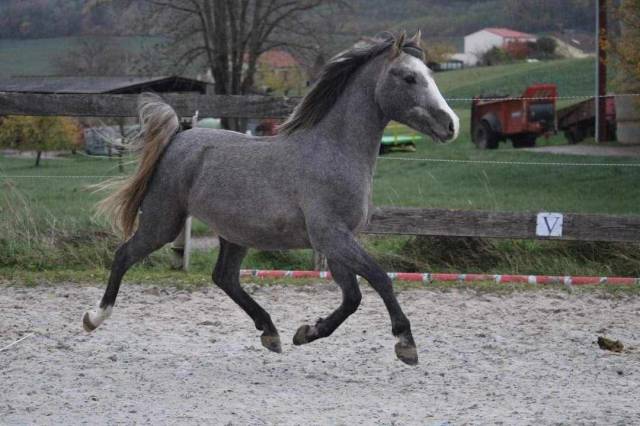 Ruin Andere pony rassen Te koop 2021 Schimmel