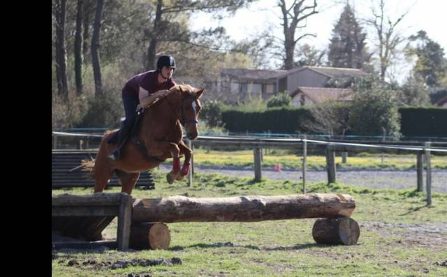 Ruin Andere pony rassen Te koop 2017 Vos