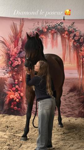 Dekhengst Franse rijpony PFS Te koop 2013 Donker bruin / bai ,  Movie star Talia