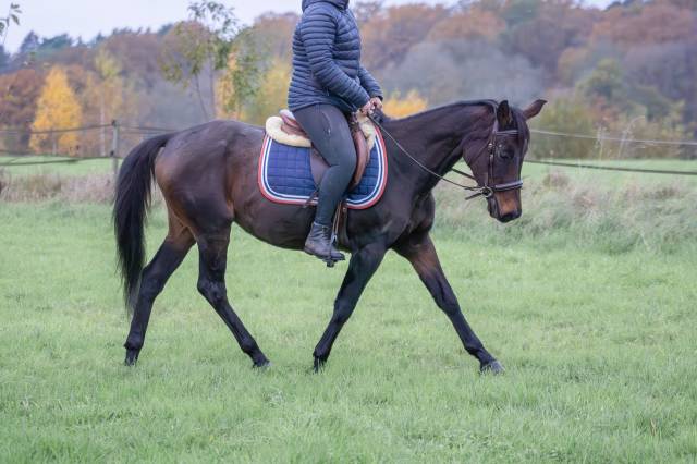 Merrie Engelse rijpony Te koop 2011 Donker bruin / bai