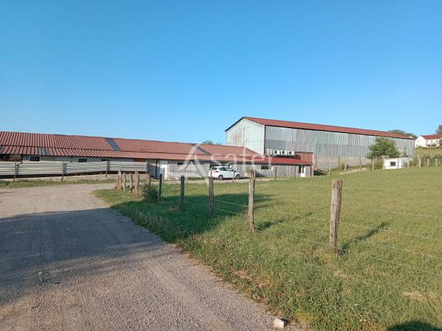Schapen exploitatie Koop Jura