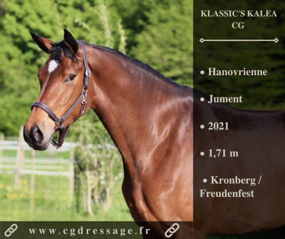 Merrie Hannoveraan  Te koop 2021 Donker bruin / bai ,  Kronberg