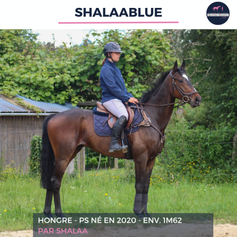 Ruin Volbloed Te koop 2020 Donker bruin / bai ,  SHALAA