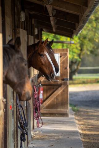Paarden verzorger - Contract bepaalde tijd Voltijds - Loir-et-Cher Frankrijk
