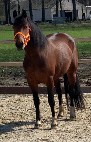 Merrie Franches-Montagnes  Te koop 2012 Donker bruin / bai