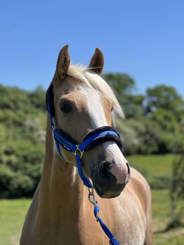 Ruin Franse rijpony PFS Te koop 2023 Palomino ,  Cremell’aux Lays