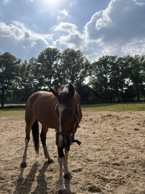 Knappe 5 jarige merrie 