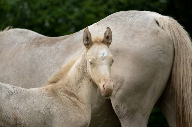 Veulen (vr) Akhal-Teke Te koop 2025 Perlino