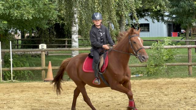 Merrie Franse draver  Te koop 2019 Vos