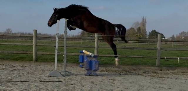 Merrie paard 