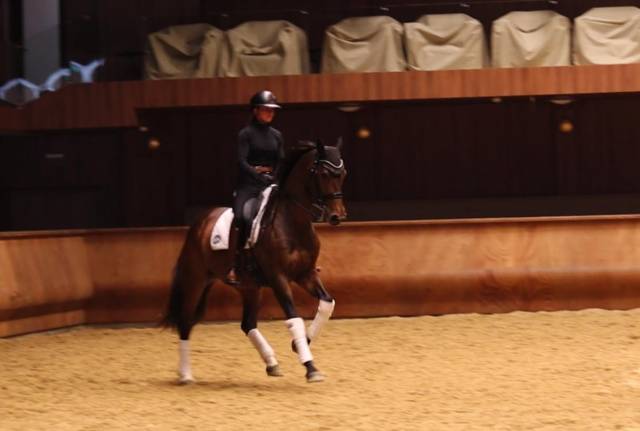 Merrie Hannoveraan  Te koop 2016 Bruin / Bai ,  don juan de hus