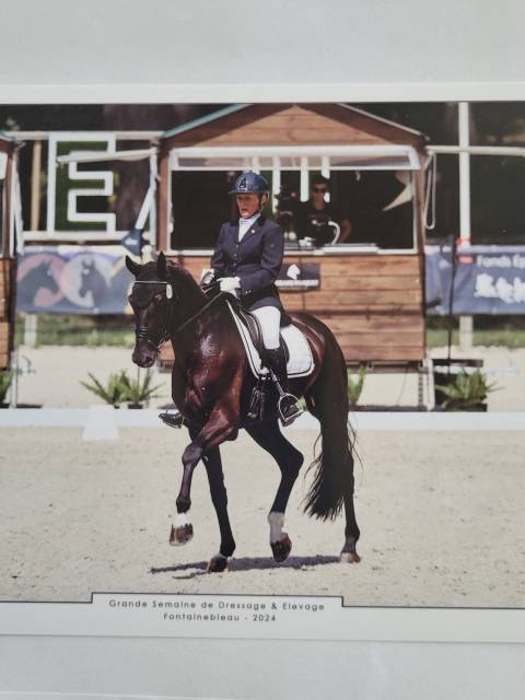 Ruin KWPN Nederlands sportpaard Te koop 2018 Zwart ,  don juan de hus
