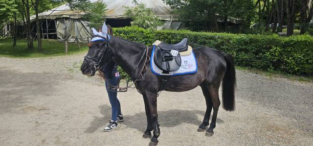 Ruin Andere pony rassen Te koop 2013 Zwart