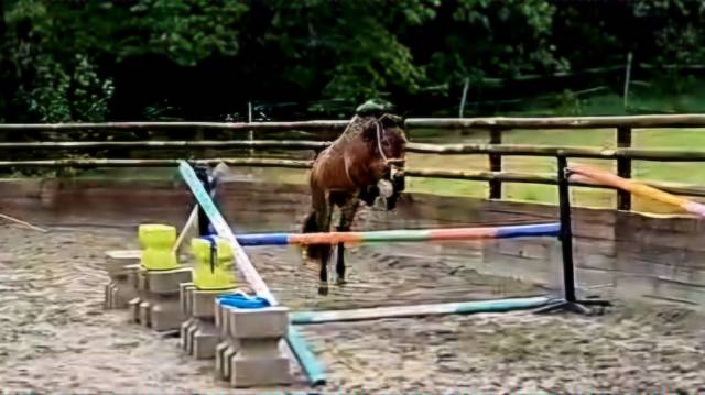 Ruin Welsh Partbred Te koop 2022 Donker bruin / bai