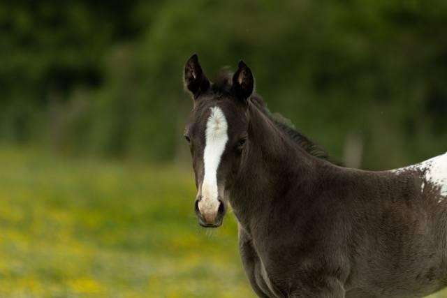Veulen (ml) Appaloosa Te koop 2025 Zwart ,  THE MIRACLE FINE