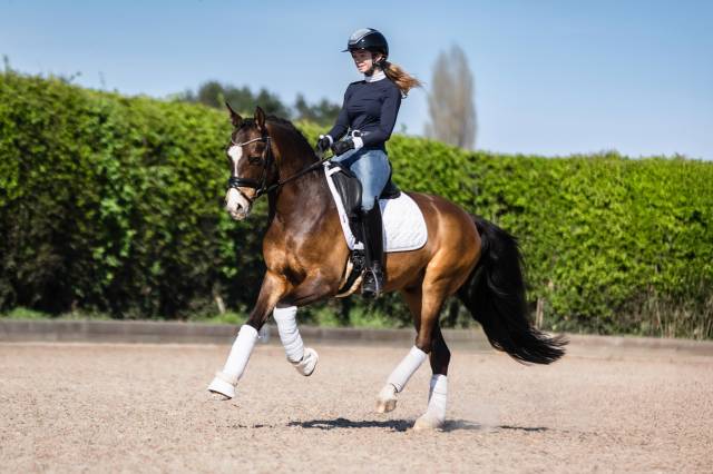 FEI Potential Pony for Sale