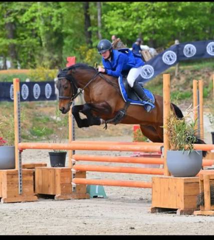 Ruin Welsh Pony (Section D), Welsh Cob  Te koop 2018 Donker bruin / bai ,  Kador du tillia