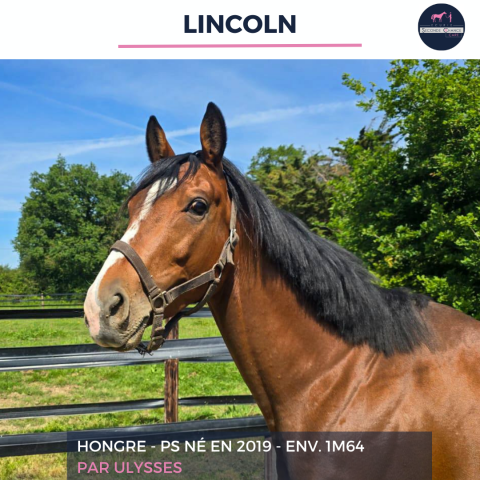 Ruin Volbloed Te koop 2019 Donker bruin / bai ,  ULYSSES