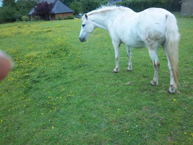 Ruin Ras onbekend Te koop 2003 Wit