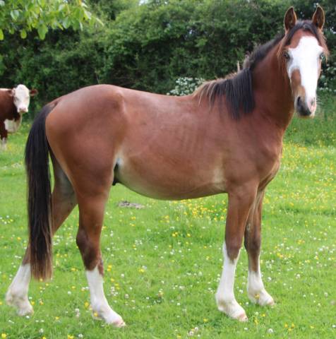 Hengst Franse rijpony PFS Te koop 2023 Donker bruin / bai ,  GREATSTAR EMBET TILIA
