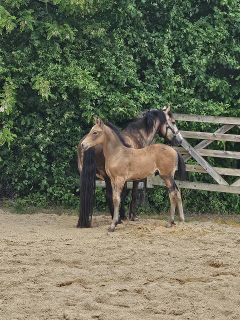 Veulen (ml) Franse rijpony PFS Te koop 2025 Isabel ,  Ganay de choc