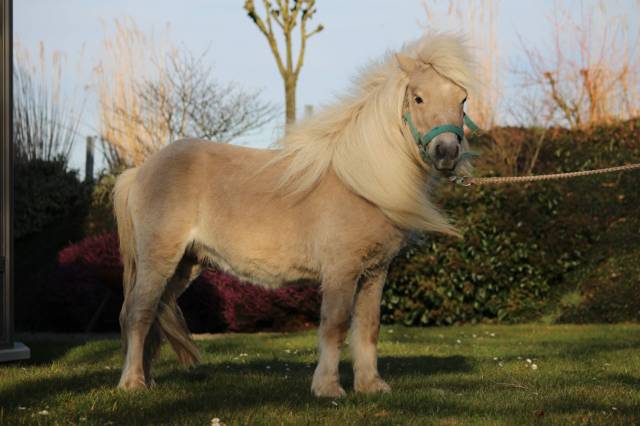 Dekhengst Shetland Te koop 2022 Overige kleuren ,  stjernens waston