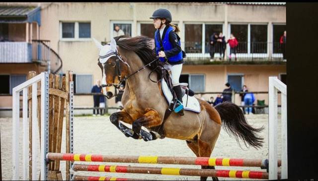 Ruin Franse rijpony PFS Te koop 2010 Donker bruin / bai ,  QUABAR DES MONCEAUX