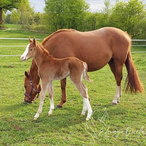 Ruin Welsh Partbred Te koop 2025 Vos ,  JANPETE TOUCH OF CLASS