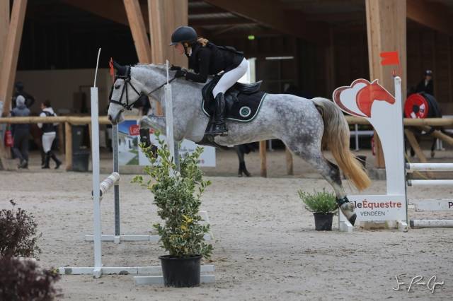 Merrie Franse rijpony PFS Delen 2013 Schimmel