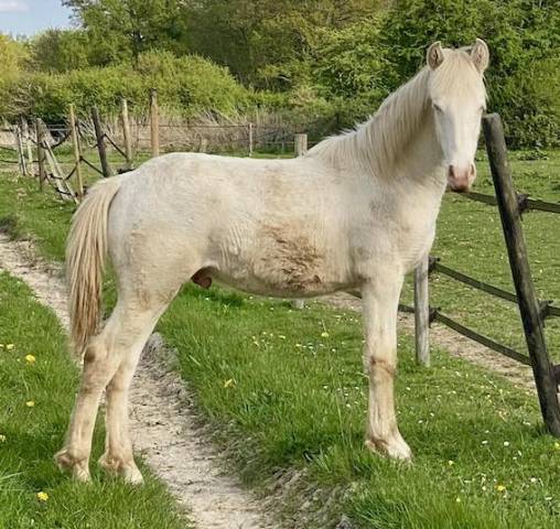 Veulen (ml) Andere pony rassen Te koop 2024 Perlino