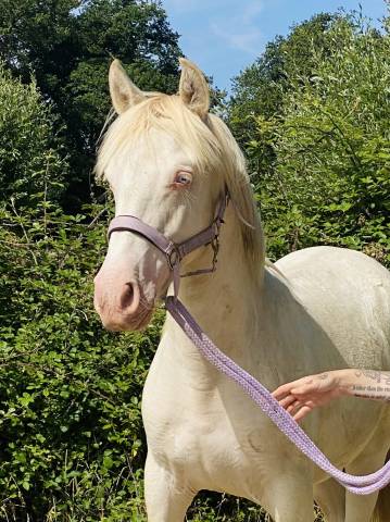 Veulen (ml) Andere pony rassen Te koop 2024 Perlino
