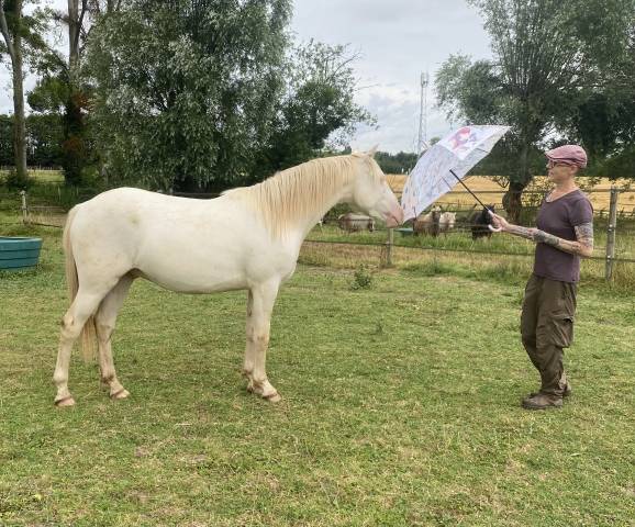 Ruin Andere pony rassen Te koop 2024 Perlino