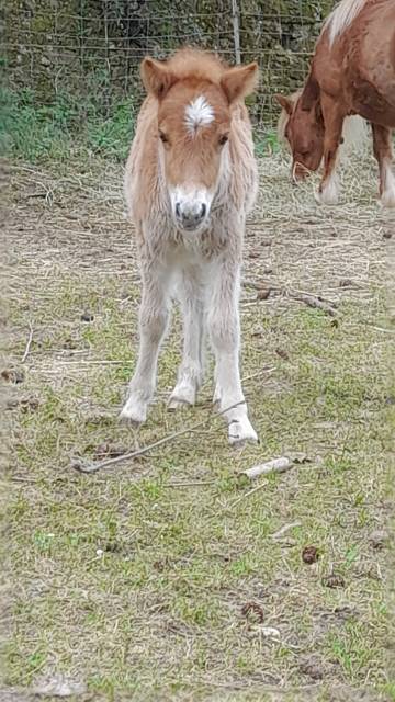 Veulen (ml) Shetland Te koop 2025 Vos ,  Esprit de Liubov
