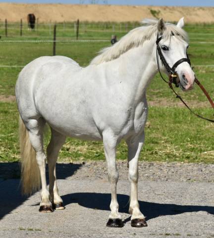 Merrie Ras onbekend Te koop 2014 Schimmel