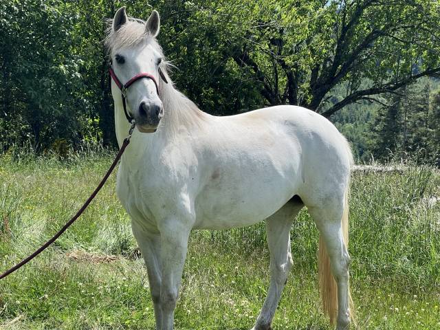 Merrie Lusitano Te koop 2012 Schimmel